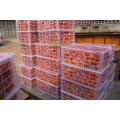 High Quality Fresh Nanfeng Orange